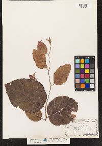 Fagus sylvatica image