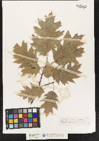 Quercus rubra image