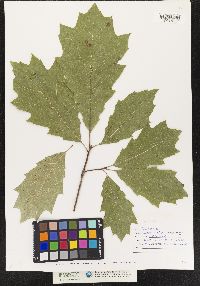 Quercus rubra image