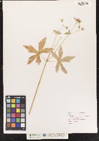 Geranium maculatum image