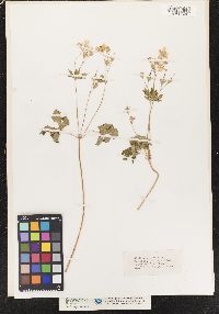 Geranium maculatum image