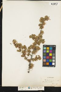 Image of Ribes cereum