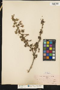 Image of Ribes divaricatum