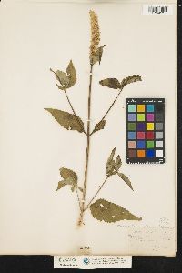 Image of Agastache scrophulariifolia