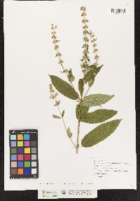 Image of Stachys tenuifolia