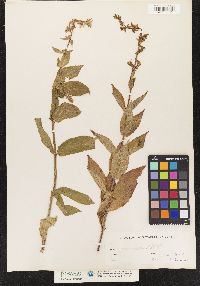 Stachys tenuifolia image