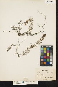 Utricularia macrorhiza image