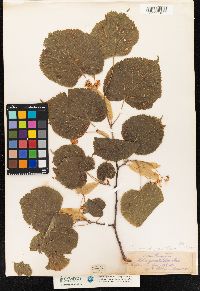 Tilia platyphyllos image