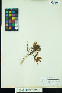 Image of Fraxinus sambucifolia