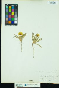 Image of Camissonia graciliflora
