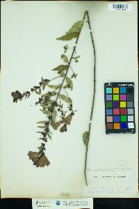 Image of Aureolaria laevigata