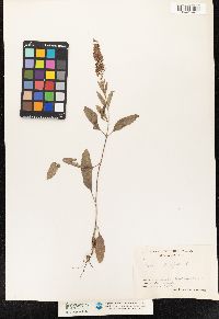 Pseudolysimachion longifolium image