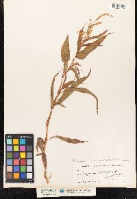 Polygonum hydropiperoides image