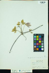 Clematis occidentalis image