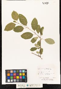 Rhamnus cathartica image