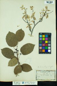 Amelanchier canadensis image