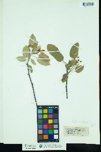 Amelanchier canadensis image