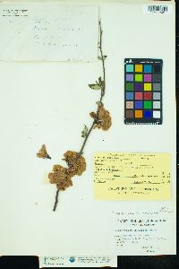 Chaenomeles speciosa image