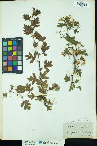 Crataegus monogyna image