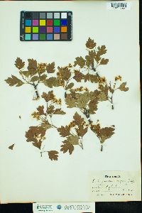 Crataegus monogyna image