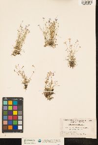 Houstonia caerulea image