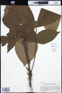 Carya ovata image