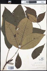 Carya ovata image