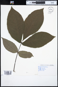 Carya ovata image