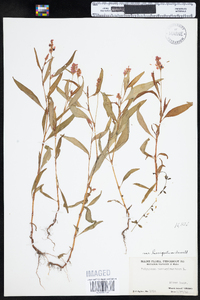 Polygonum pensylvanicum image