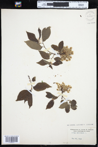 Ulmus americana image