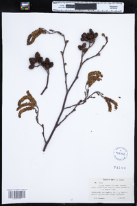 Alnus incana subsp. rugosa image