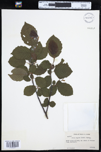 Alnus incana image