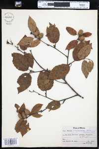 Betula alleghaniensis image