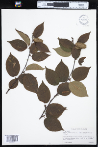 Betula alleghaniensis image