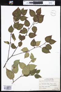 Betula papyrifera image