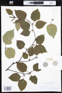 Betula papyrifera image