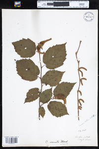 Corylus cornuta image