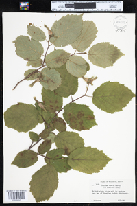 Corylus cornuta image