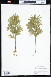 Dendrolycopodium dendroideum image