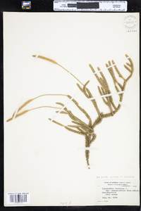 Lycopodium lagopus image