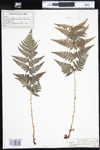 Dryopteris carthusiana image