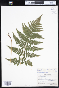 Dryopteris carthusiana image