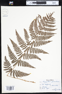 Dryopteris carthusiana image