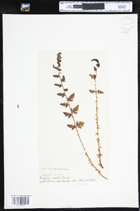 Dryopteris cristata image