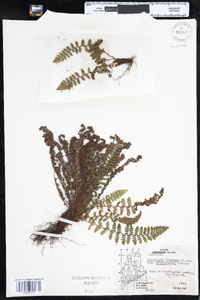 Dryopteris fragrans image