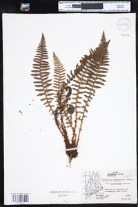 Dryopteris fragrans image