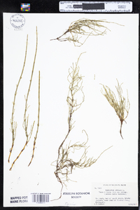 Equisetum arvense image