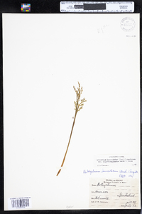 Botrychium lanceolatum var. angustisegmentum image