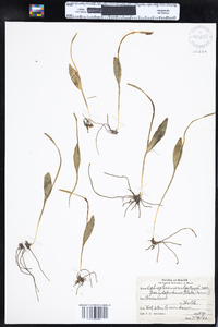 Ophioglossum pusillum image