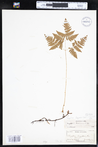 Gymnocarpium dryopteris image